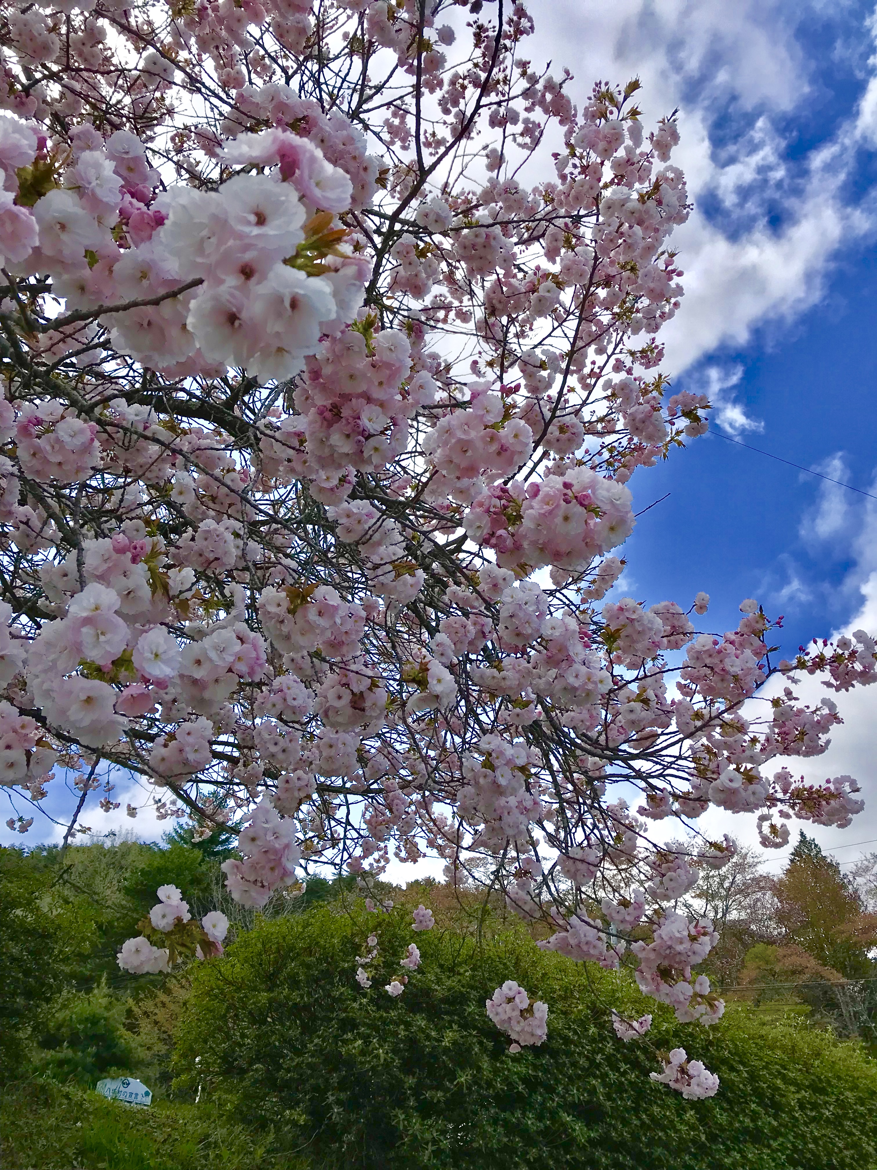 市河千春「八坂支所の桜2」