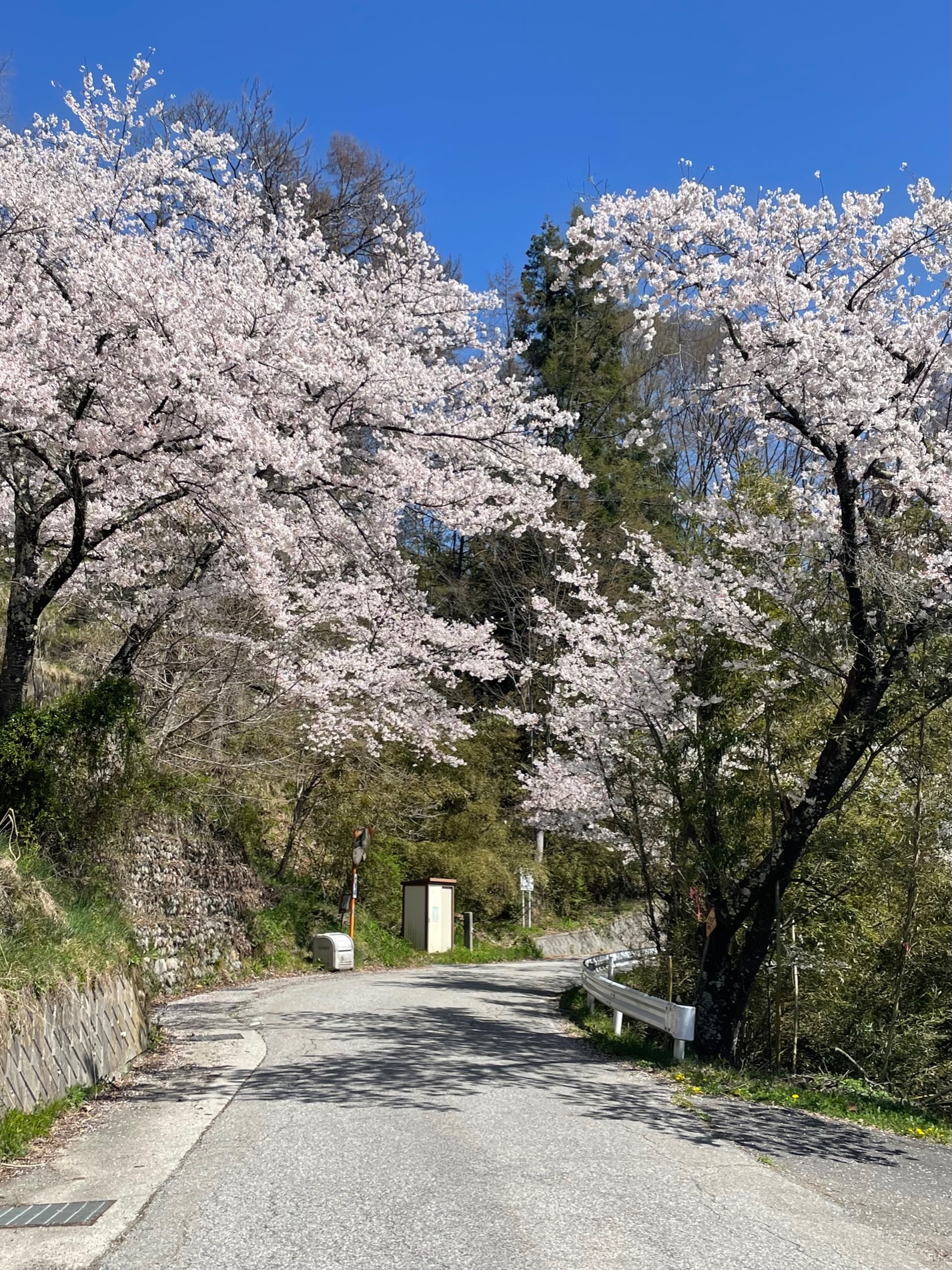 学校へつづく道（春）　横沢美里