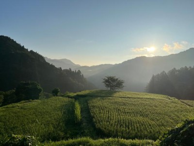 入選　花岡慶祐　棚田の朝日