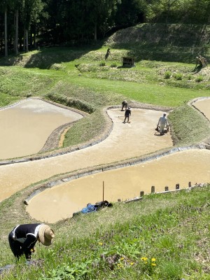 入選　吉田龍馬　代掻き